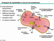 Biochimie des membranes Vid2