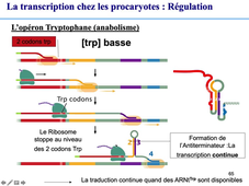 Regulation de la transcription chez les procaryotes 2.mp4