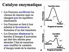 Notions sur les Enzymes L3SV