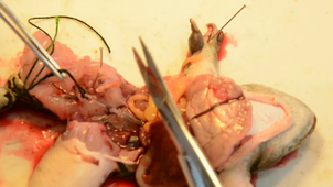 Dissection du nerf sciatique de grenouille partie 2