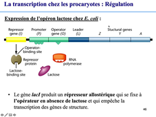 Régulation de la transcription chez les procaryotes 1.mp4