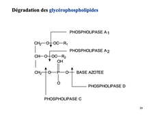 5- Biosynthèse des phospholipides