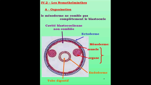 Partie 4.1 et 4.2 - Les métazoaires protostomiens cuticulates - Définition/Les némalthelminthes