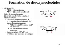 10- Biosynthèse et dégradation des nucléotides