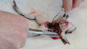 Dissection du nerf sciatique de grenouille partie 1