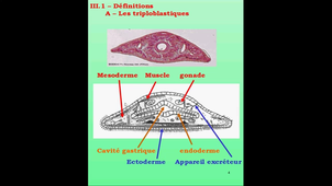 Partie 3.1 et 3.2 - Les protostomiens lophotrochozoaires - Définitions/Les plathelminthes I