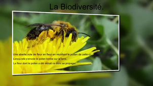 Les abeilles (Anaëlle Bamas + Madisson Blochet Grp1 L1)