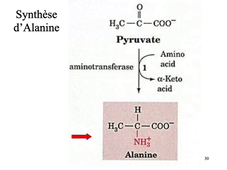8- Biosynthèse des acides aminés