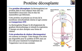 08 Chaine respiratoire et oxydations phosphorylantes.mp4
