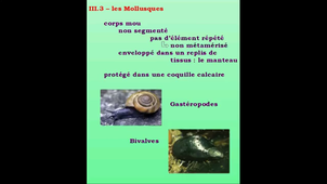 Partie 3.4 - Les protostomiens lophotrochozoaires - Les mollusques I