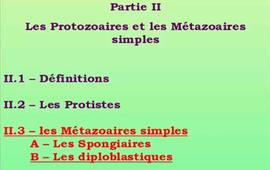 Partie 2.3 (suite) - Les protozoaires et les métazoaires simples - Les métazoaires simples/Les diplobastiques